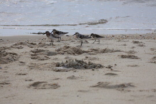 A flock of sandpipers huddle close together as they search the beach for food on a sunny day.