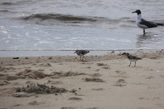 A lone seagull wanders closely about the shoreline next to a flock of sandpipers along the bay.