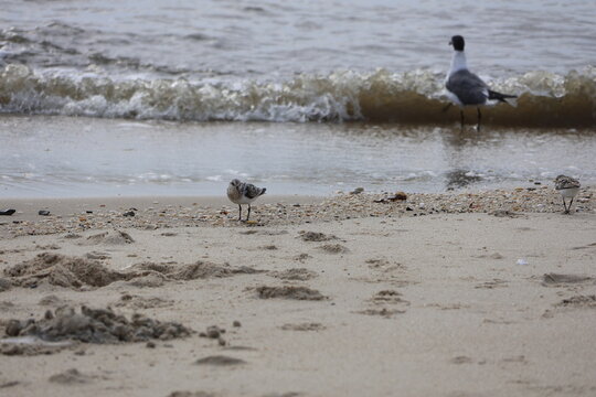 A lone seagull wanders closely about the shoreline next to a flock of sandpipers along the bay.