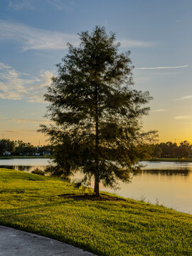 Solitary bald cypress tree standing on the grassy edge of a peaceful lake illuminated by sunset light