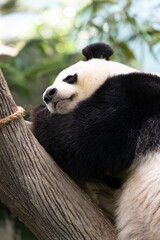 A panda is sleeping, nestled against a tree. © officek