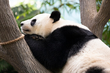 A side view of a panda is sleeping. It is nestled against a tree. © officek