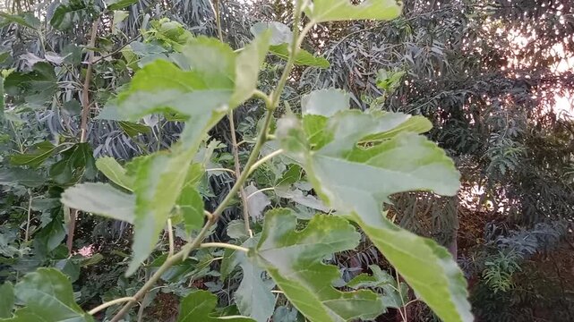 Close-up of fresh green mulberry tree leaves gently swaying in the breeze during daylight