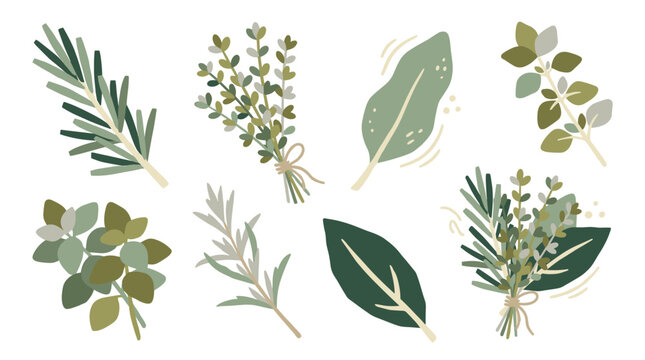 Set of aromatic culinary herbs and leafy sprigs in soft green tones, perfect for organic food packaging, cooking blog layouts, botanical stationery