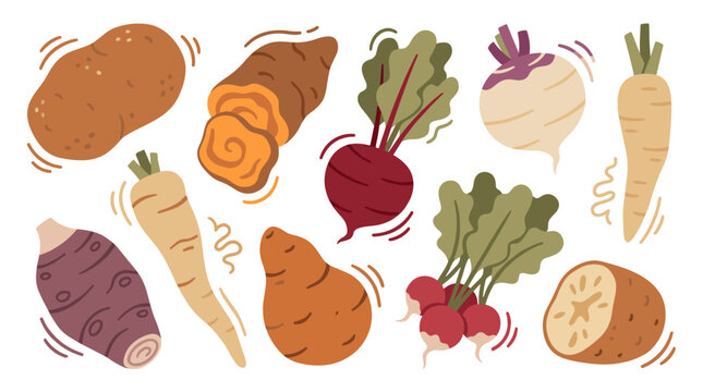 Collection of various root vegetables including potato, carrot, beet, radish, turnip, parsnip, harvest food, natural healthy organic produce, meal
