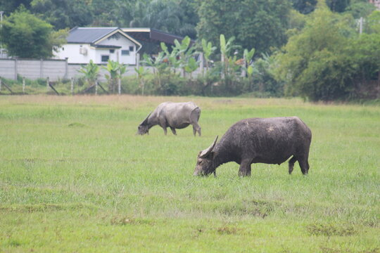 buffalo