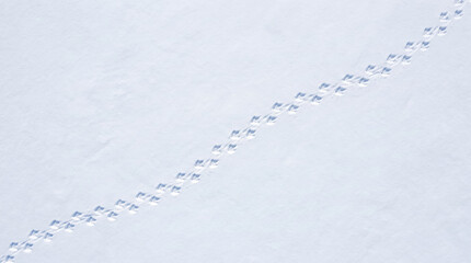 Obraz premium Penguin footprints crossing snow with clear trail in cold white environment showing animal movement