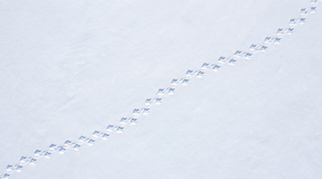 Penguin footprints crossing snow with clear trail in cold white environment showing animal movement