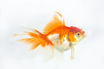 Whole fantail goldfish in side profile with flowing double tail on white © angintaravichian