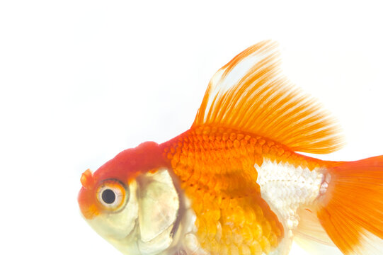 Fantail goldfish with dorsal fin spread swimming on white background