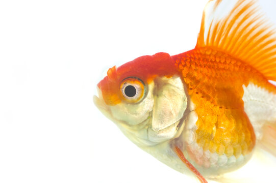Macro close up of a fantail goldfish head and eye on white background