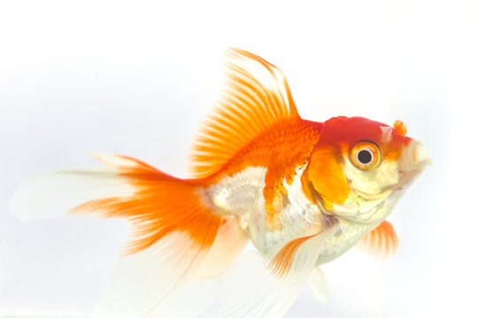 Fantail goldfish swimming towards the camera on a white background