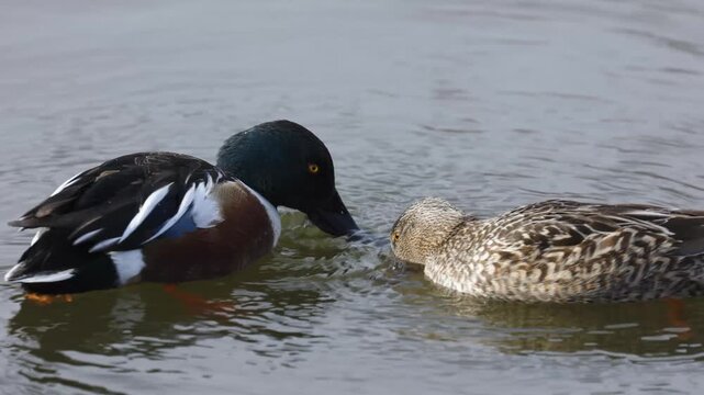 A pair of Northern Shoveler Ducks in a nature reserve in Boise ID swim in their characteristic circle to stir up silt from the pond bottom so they can sift it for food. 