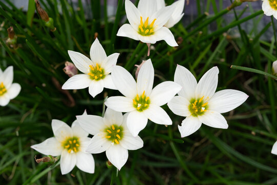 Beautiful blooming white rain lily flowers in the garden with green leaves