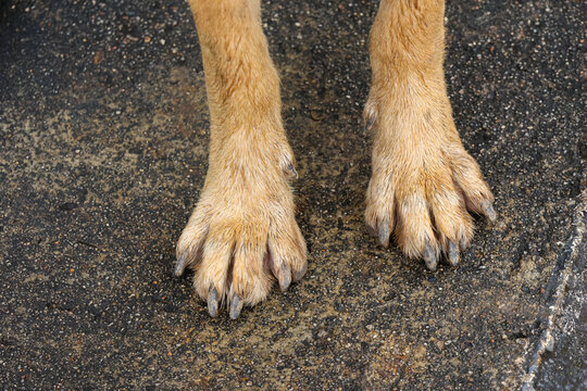 Golden dog paw with long claws standing on wet textured pavement, creating detailed close up view of animal anatomy and outdoor surface texture