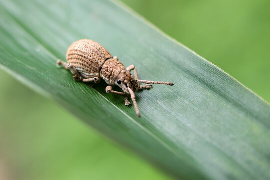 Macro photograph of brown weevil resting on green leaf, showing textured shell, curved snout, delicate legs, and natural habitat with soft background blur