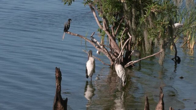  Birds Feed in Florida Wetland