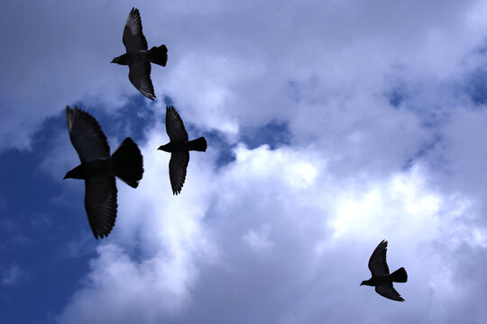 Flock of Pigeons Flying in Blue Sky with White Clouds Silhouettes