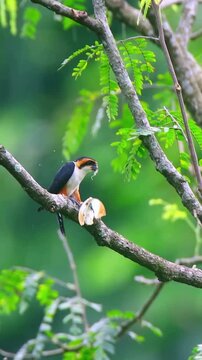 Black Thighed Falconet Perched on a Tree Branch with Prey