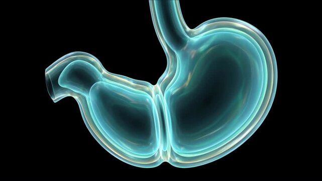 発光する半透明の胃が蠕動収縮の平衡状態を保つ医療科学CG背景