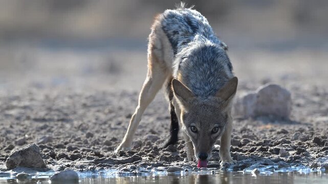 Black backed jackal drinking at Kalahari waterhole