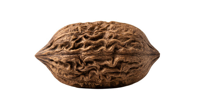 Textured walnut shell isolated on white, whole organic brown nut, healthy snack ingredient for cooking and baking, raw natural food