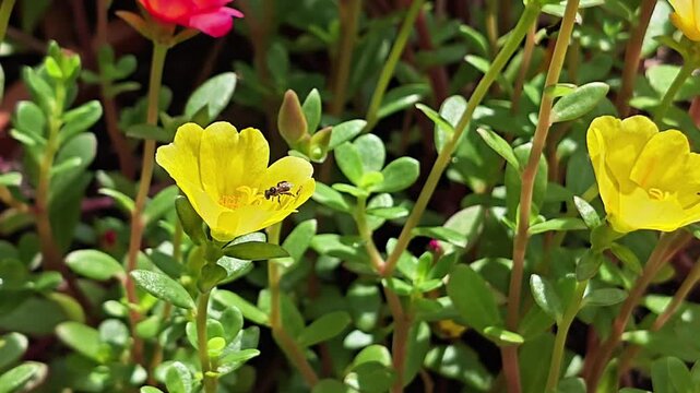 Small Pollinating Insect on Yellow Flower in Sunny Garden