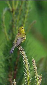 Prairie Warbler perched on a pine branch in nature