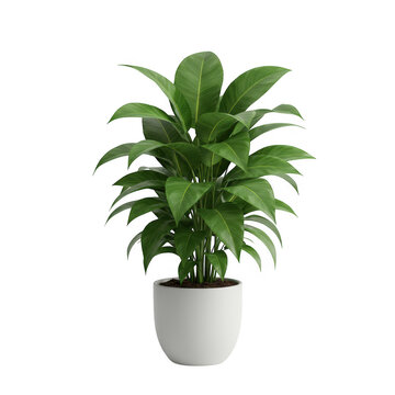 Photorealistic high end 3d cgi render of beautiful lush tropical foliage plant in pot isolated on dark background for premium graphic design