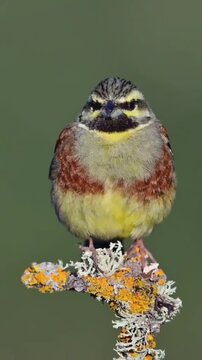 Cirl Bunting Bird Perched on a Mossy Branch