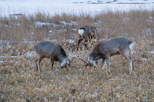 fighting ezo deers in the wild in Hokkaido
