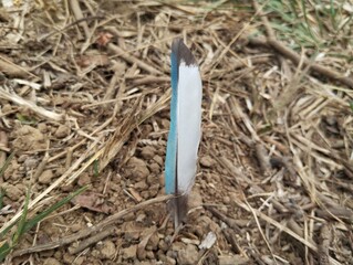 A bright blue bird feather lay on the dry ground. © Fatkhur0611