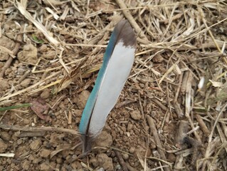 A bright blue bird feather lay on the dry ground. © Fatkhur0611