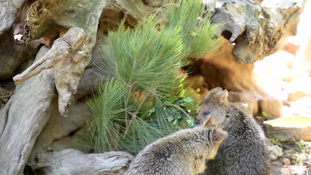 Two quokkas eating green leaves near hollow log in sunny wildlife sanctuary.