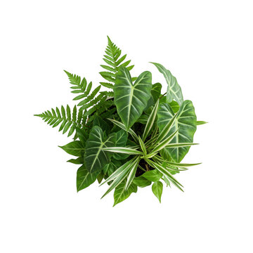 Photorealistic high end 3d cgi render of lush tropical foliage plant in pot isolated on dark background for premium graphic design