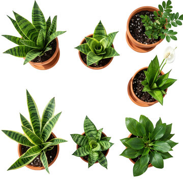 Photorealistic high end 3d cgi render of lush tropical foliage plant in pot isolated on dark background for premium graphic design