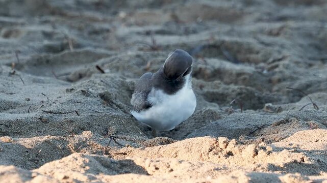 Common ringed plover - Charadrius hiaticula in the sand