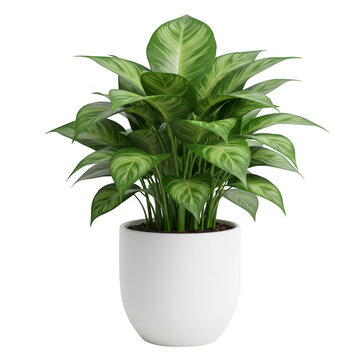 Photorealistic high end 3d cgi render of beautiful green houseplant in terracotta clay pot isolated on dark background for premium graphic design