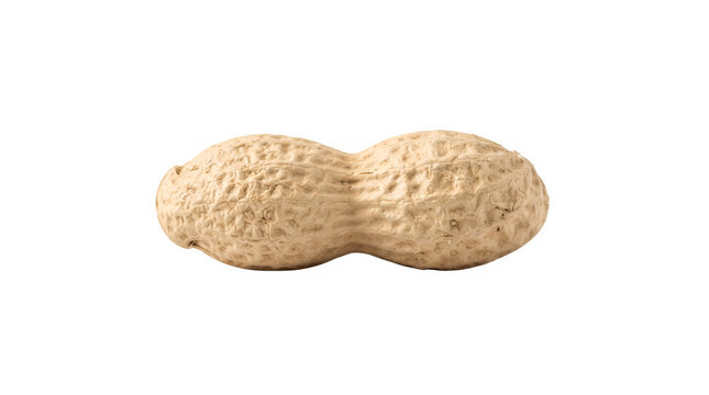 Whole roasted peanut in shell, organic groundnut with textured brown husk, single raw legume isolated on white background