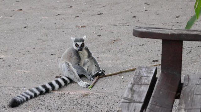 Ring tailed lemur sitting calmly on sandy ground with long striped tail curled.