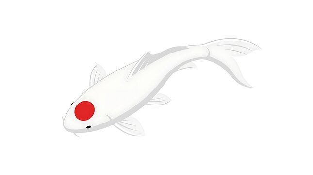 White tancho koi fish vector illustration isolated on white