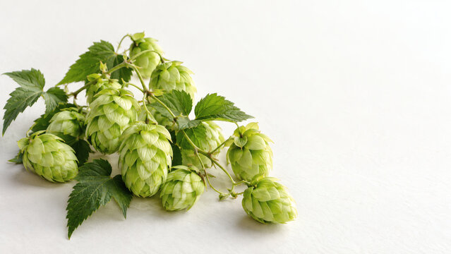 Fresh hop cones with leaves on bright white background