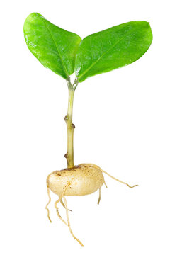 Young Aroid Palm seedling with green leaves and tuber roots isolated on white background botanical photography
