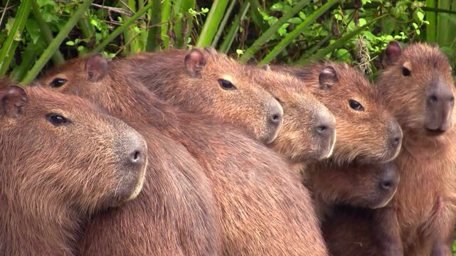 Group of cute wild capybaras resting together near green foliage in nature wildlife environment