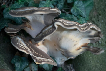 Riesenporling © O.Riepe