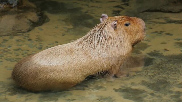 Cute wild capybara standing in shallow water pond during daylight in nature wildlife environment
