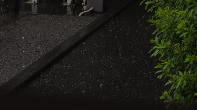 Slow motion rain on wet asphalt beside a green shrub