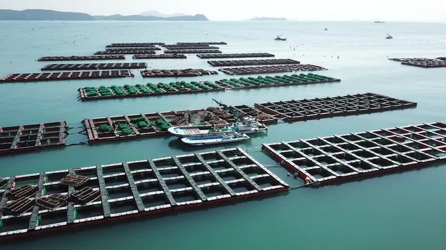 Abalone Abalone Farm Fresh Abalone Seafood Raw Abalone Shellfish Korea 전복 전복양식장 활전복 수산물 참전복 해산물 패류 식재료 한국