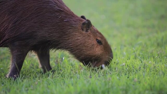 Wild capybara eating green grass in meadow during daylight in nature wildlife habitat