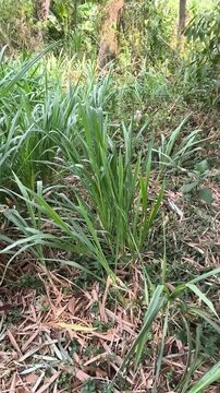 Tall Green Fodder Grass Growing Among Dry Leaves in a Rural Farm